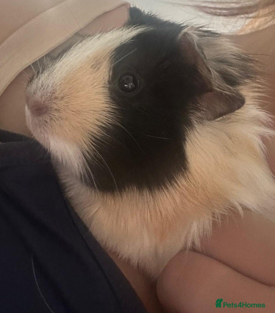 Guinea Pig rodents Free Guinea pig  - Advert 1