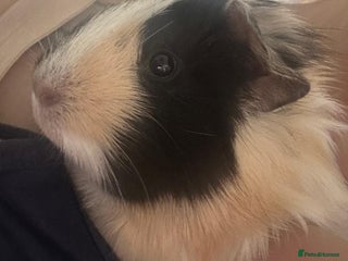 Guinea Pig rodents Free Guinea pig - Advert 1