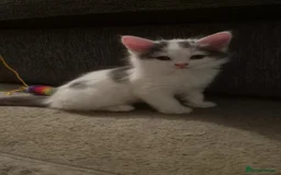 Mixed Breed cats for sale: 4 male kittens - Image 5