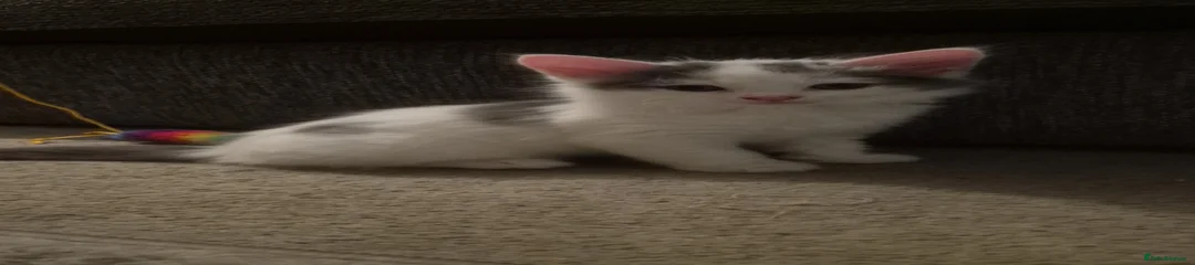 Mixed Breed Kitten 3