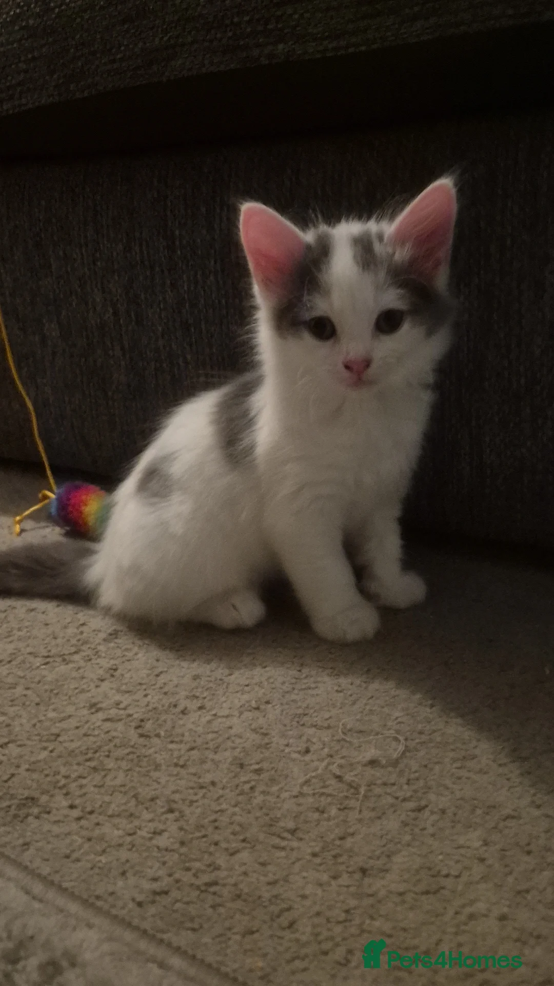 Mixed Breed cats for sale: 4 male kittens - Image 5