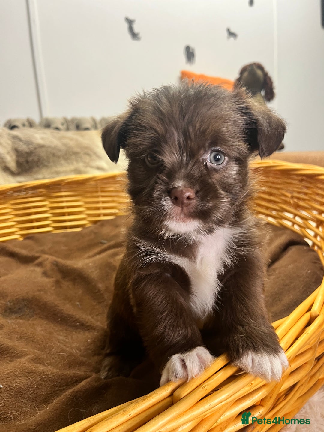 Jack Russell dogs for sale: Beautiful Broken Coated  - Advert 9