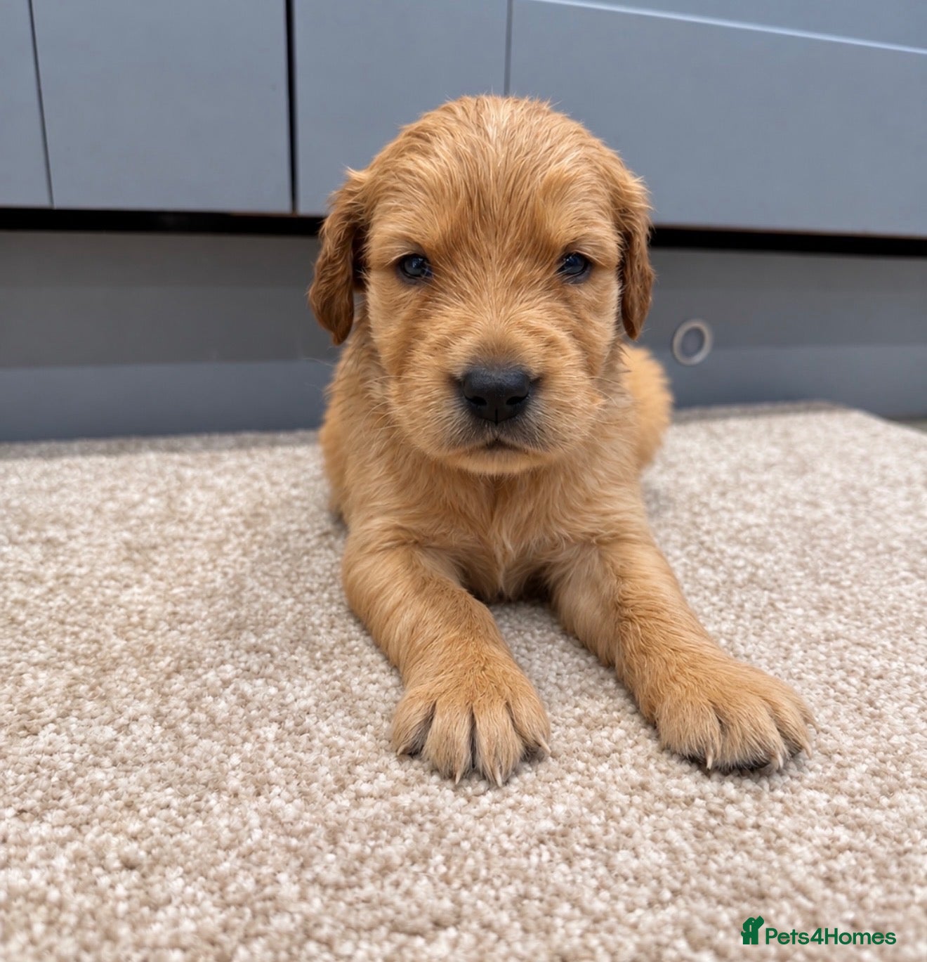 Golden Retriever dogs KC Dark Golden Retrievers 🧬Health Tested Parents - Advert 1