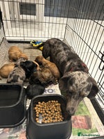 Miniature Dachshund dogs - Advert 3