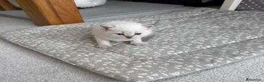 British Shorthair Kitten Jelly 🩷4