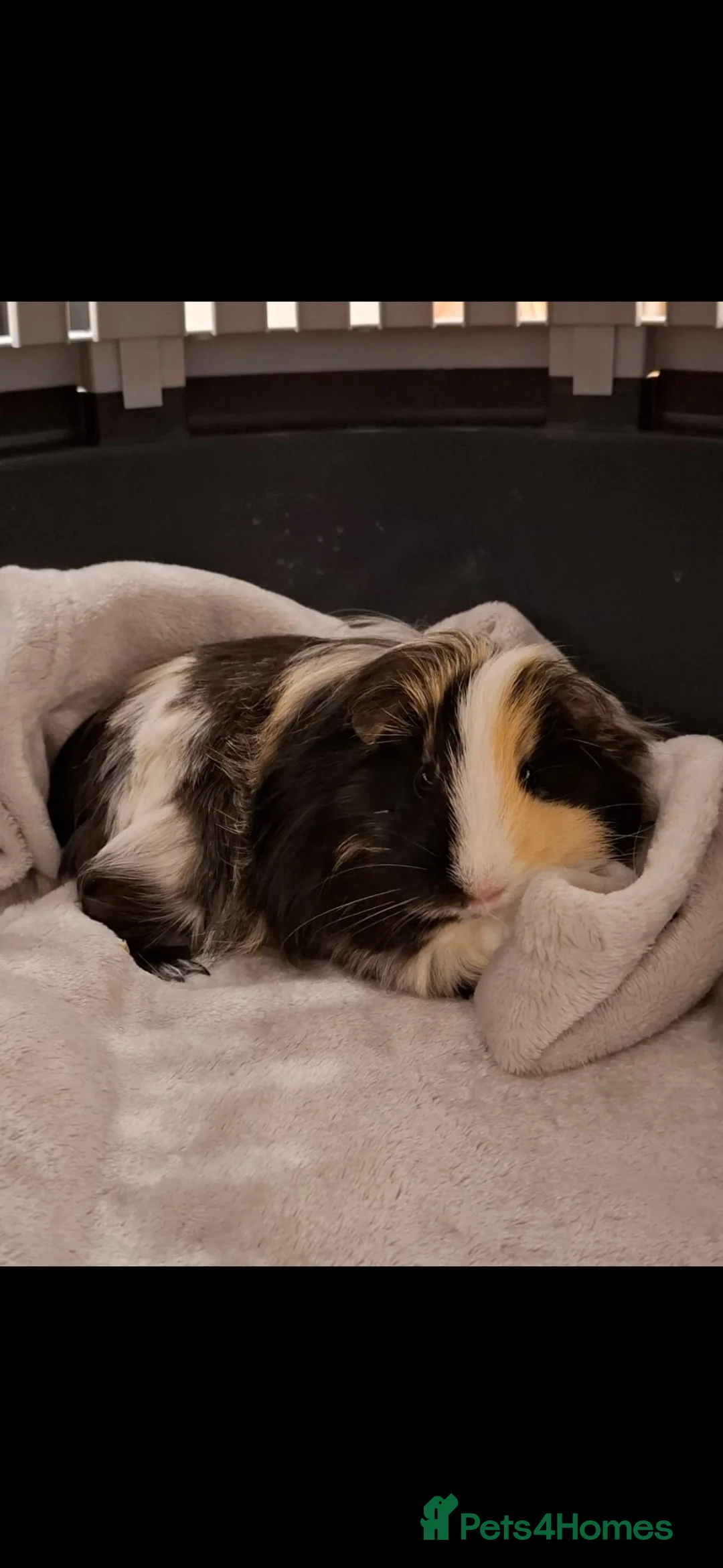 Guinea Pig rodents for sale: 3 female guinea pigs - 1 year old - Advert 1