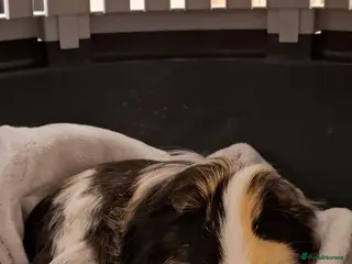 Guinea Pig rodents 3 female guinea pigs - 1 year old - Advert 1