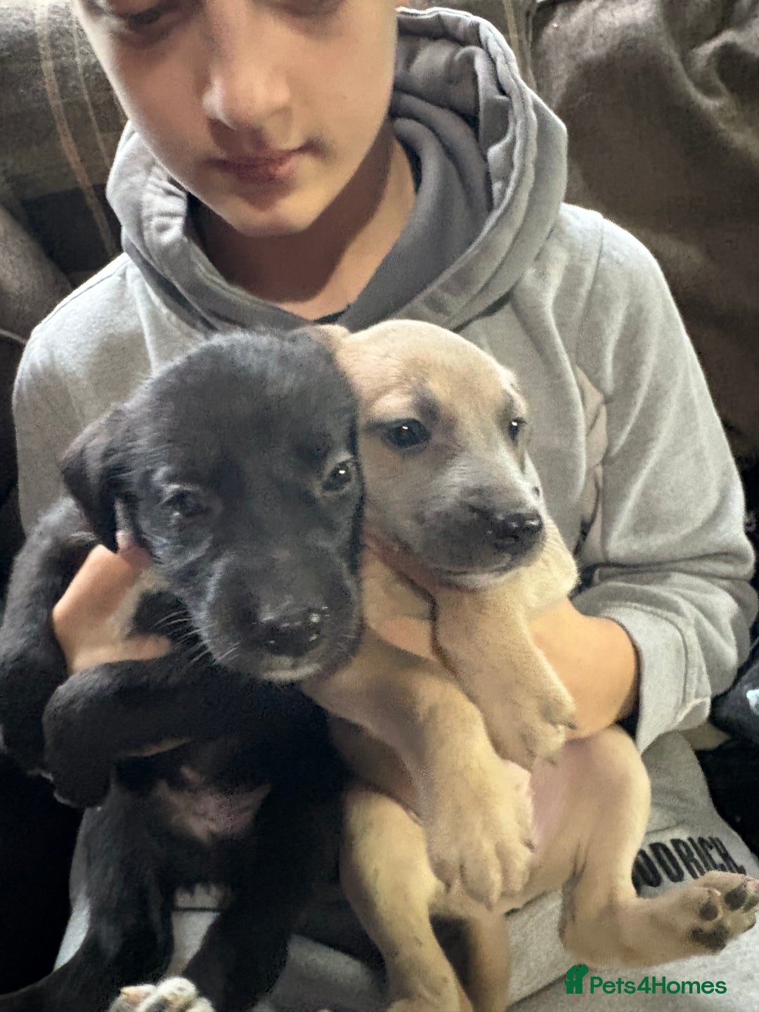 Mixed Breed dogs for sale: 6 whippet x lurcher - Advert 4