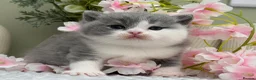British Shorthair cats for sale: Stunning British Shorthair kittens  - Advert 19