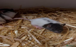 Rat rodents for sale: Good verity of male and female baby rats  - Image 2