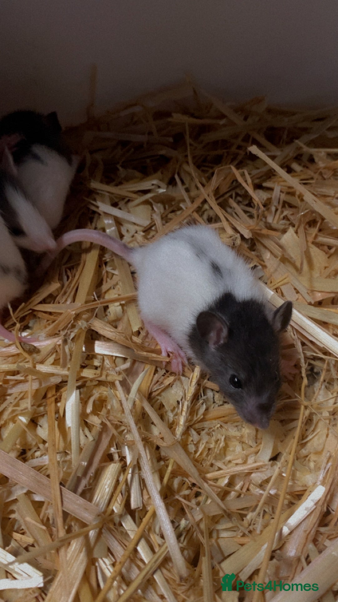 Rat rodents for sale: Good verity of male and female baby rats  - Image 2