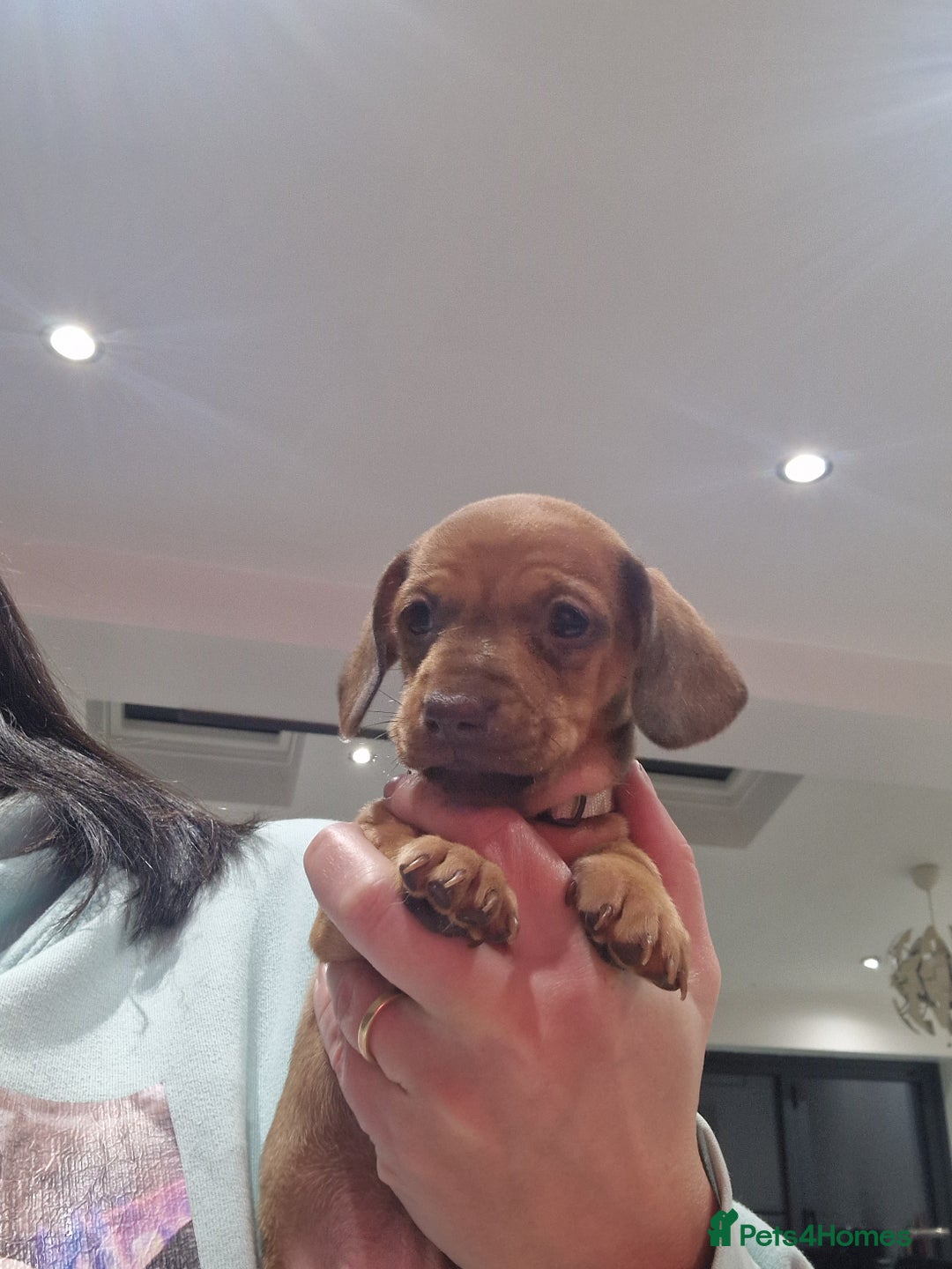 Dachshund dogs for sale: Littre of 7 Dachshund puppies ONLY 1 GIRLS LEFT !! - Advert 21