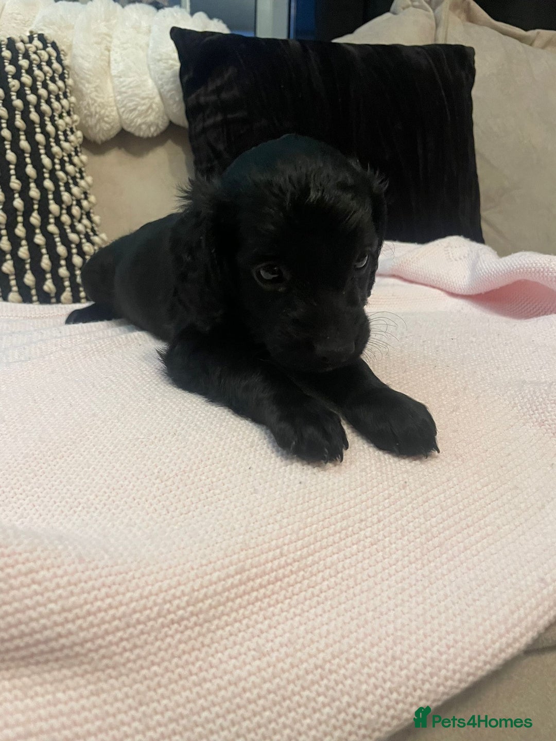Cockapoo dogs for sale: 4 Stunning and Healthy cockapoos *2 girls 2boys* - Image 15