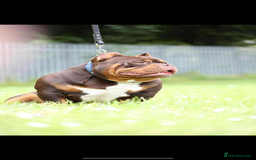 Shorty Bull dogs for sale:  Beautiful chocolate and tan Pocket bully - Image 2