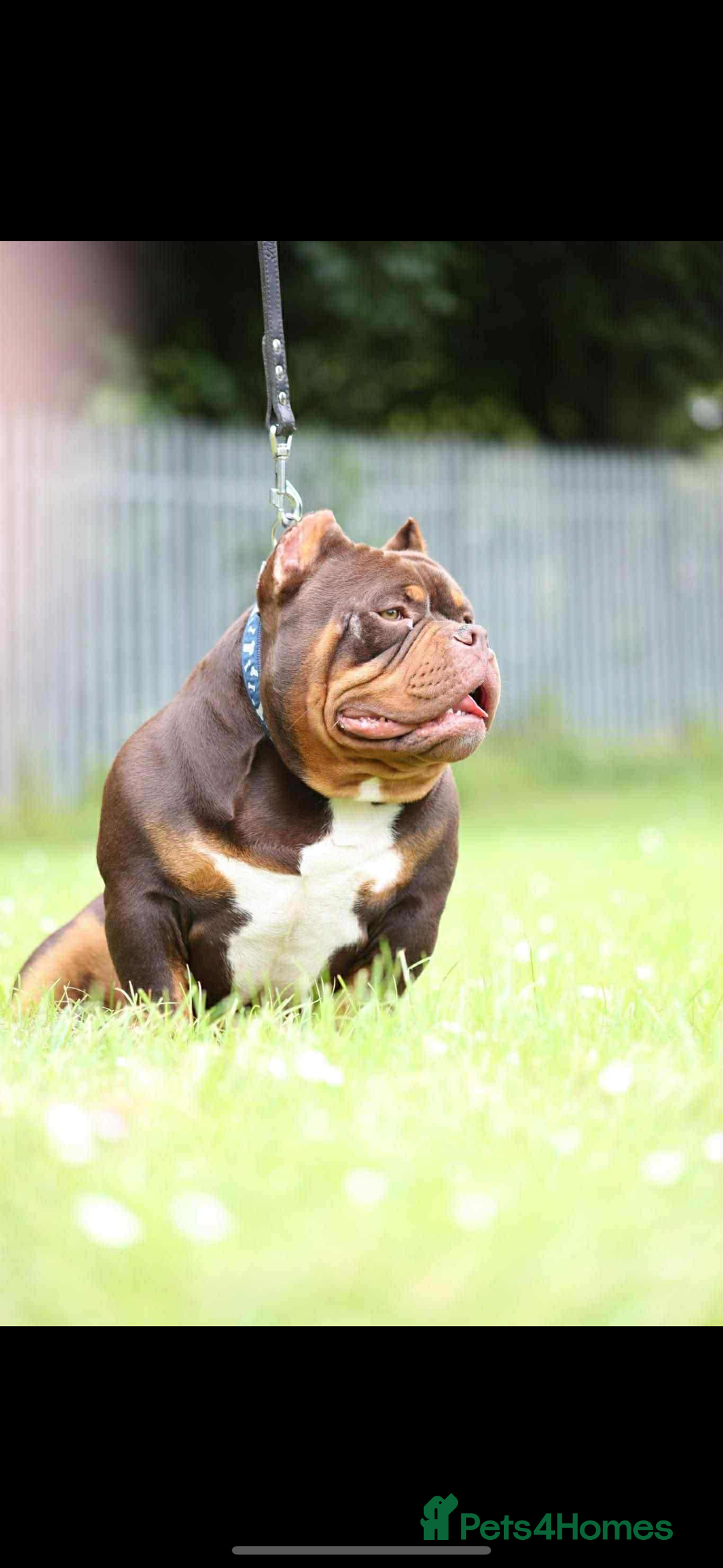 Shorty Bull dogs for sale:  Beautiful chocolate and tan Pocket bully - Image 2