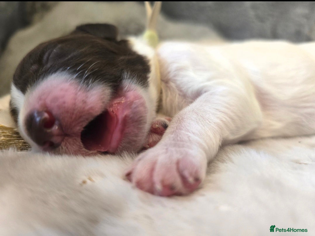 Sproodle dogs Springer Spaniel Miniature Poodle Sproodle Puppies - Advert 5