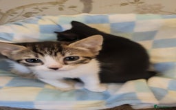 Mixed Breed cats for sale: Kittens Ready Now - Image 11