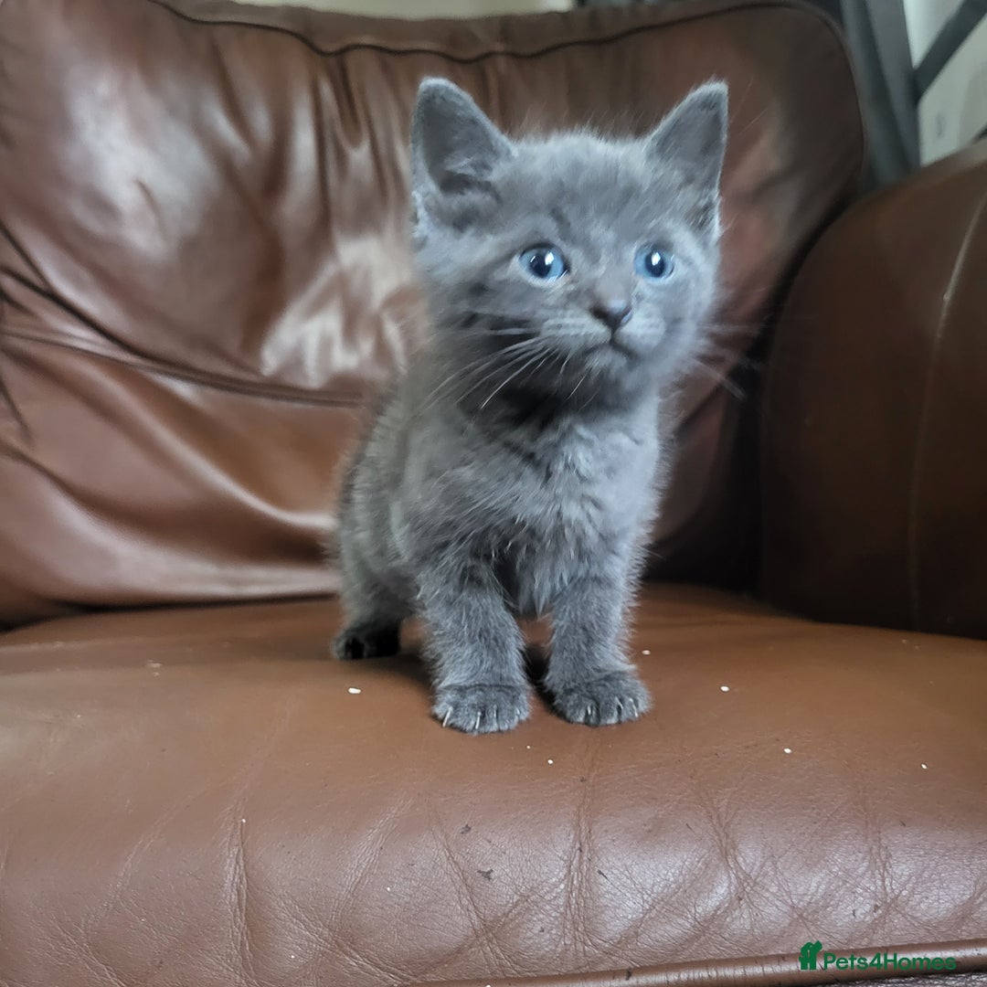 Mixed Breed cats for sale: 4 kittens ready for homes  - Advert 5