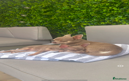 Chihuahua dogs for sale: Female neutered chihuahua  - Image 1