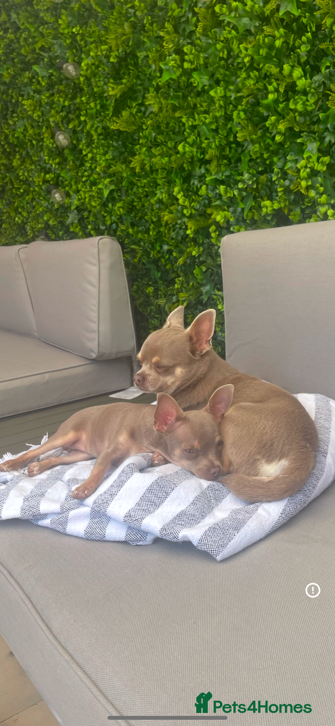 Chihuahua dogs for sale: Female neutered chihuahua  - Image 1