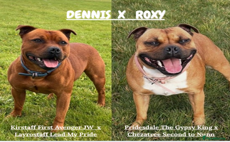 Staffordshire Bull Terrier dogs - Advert 17