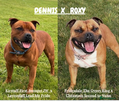 Staffordshire Bull Terrier dogs - Advert 3