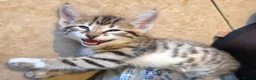 Bengal cats for sale: Beautiful Bengal cross kittens  - Advert 13