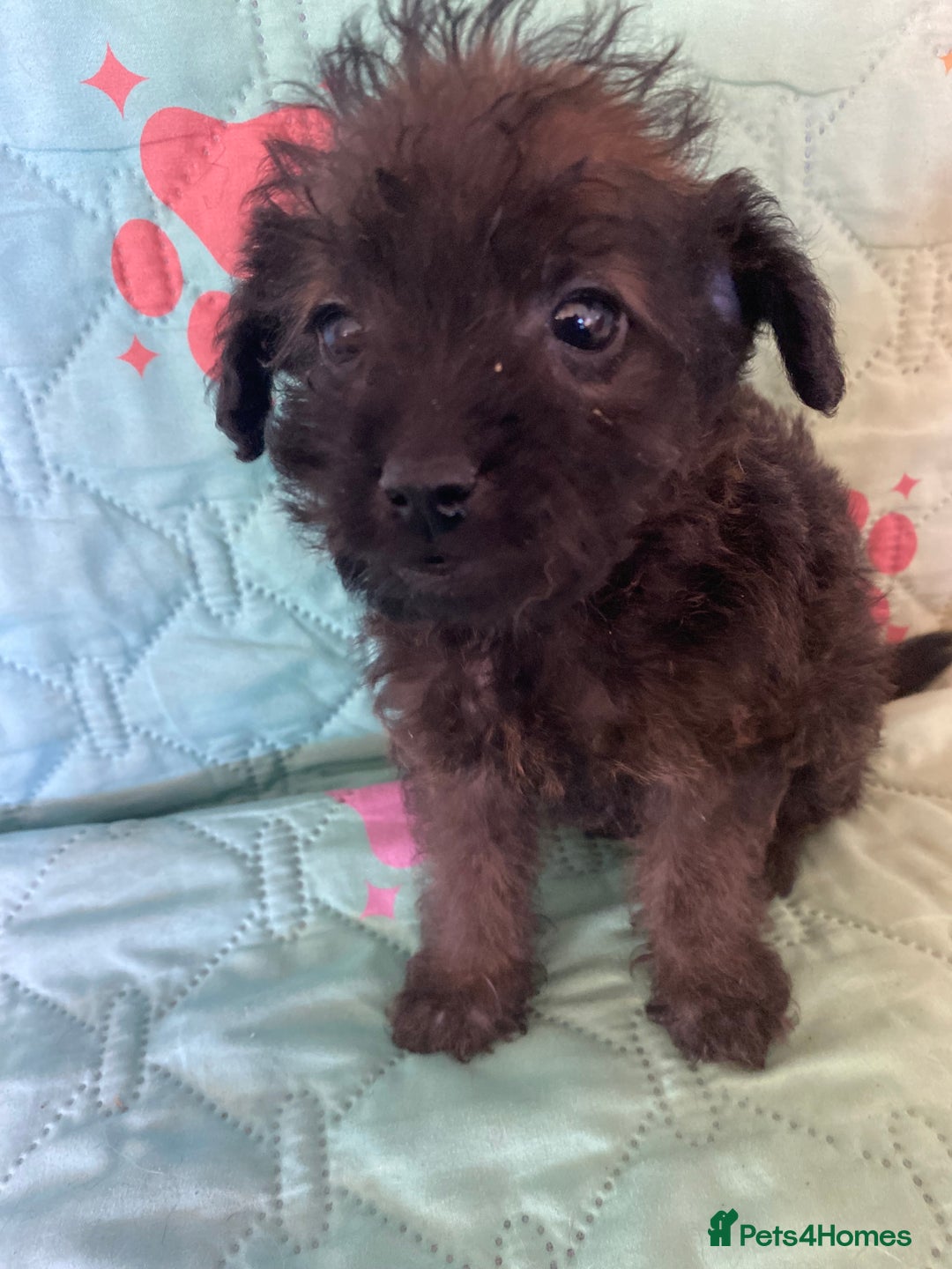 Jackapoo dogs for sale: Adorable Jackapoo Puppies  - Advert 7