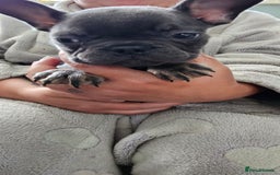 French Bulldog dogs for sale: 4 KC REG FRENCH BULLDOGS  - Image 7
