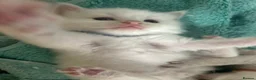 Ragdoll cats for sale: Beautiful ragdolls - Advert 3