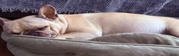 Mixed Breed dogs for sale: Cockapoo X frenchie puppies  - Advert 24