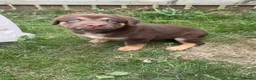 Mixed Breed dogs for sale: Chow chow x Belgian malinois  in Middlesbrough - Advert 2