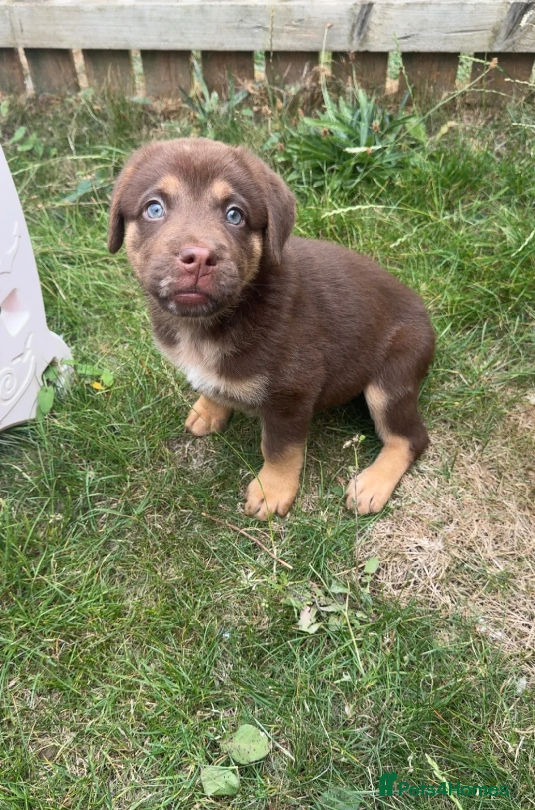 Mixed Breed dogs for sale: Chow chow x Belgian malinois  in Middlesbrough - Advert 2