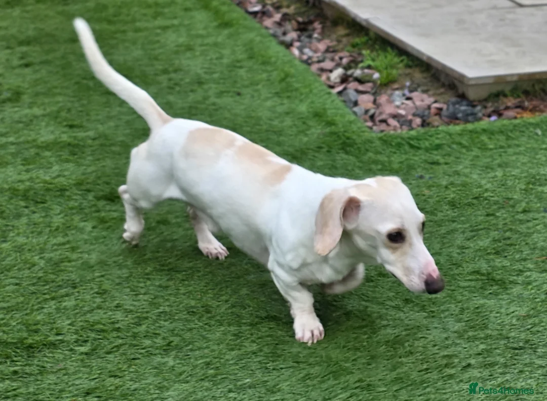Miniature Dachshund dogs for sale: KC Smooth Cream Piebald - Advert 5