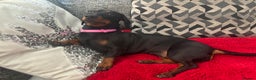 Miniature Dachshund dogs for sale: Miniature dachshund spooky - Advert 9