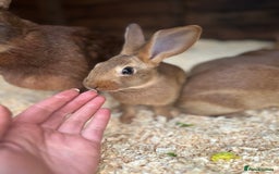 Belgian Hares rabbits for sale: Belgian Hares - Cheshire  - Image 2