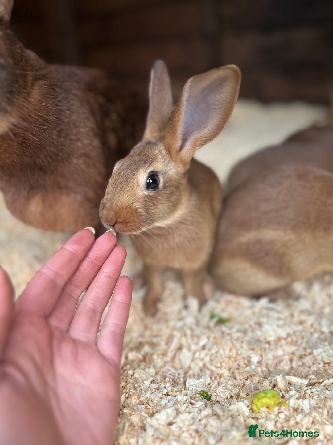 Belgian Hares rabbits for sale: Belgian Hares - Cheshire  - Image 2