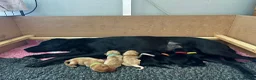 Labrador Retriever dogs for sale: KC Registered Labrador Puppies - Advert 1
