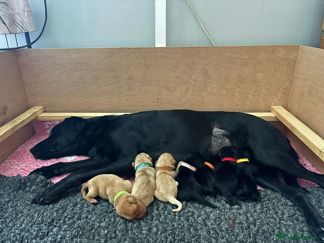Labrador Retriever dogs for sale: KC Registered Labrador Puppies - Advert 1
