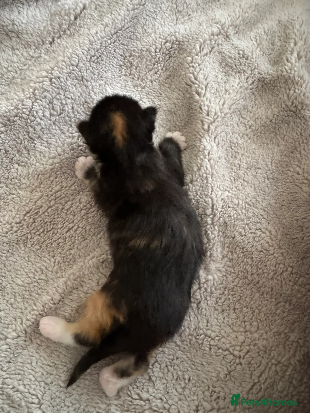 Maine Coon cats for sale: A stunning litter of Maine coon kittens  - Advert 10