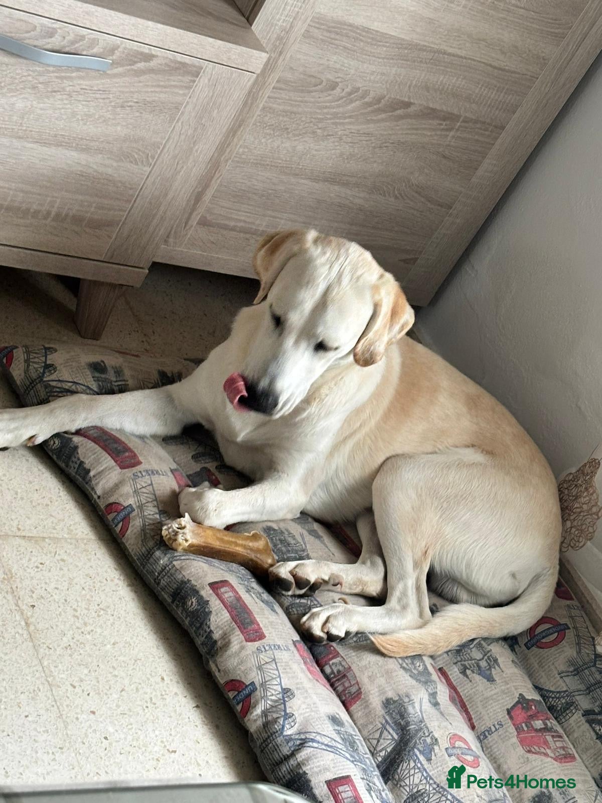 Mixed Breed dogs Simba Needs a Home 🌺 🌹 🌹  - Advert 1