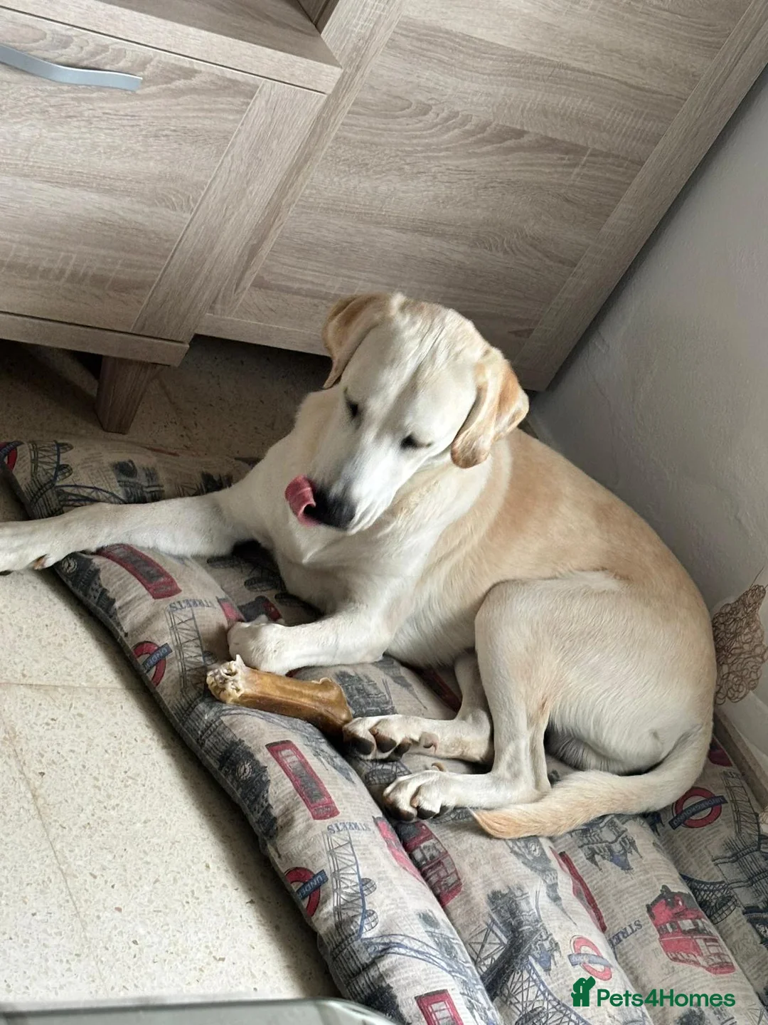 Mixed Breed dogs for adoption: Simba Needs a Home 🌺 🌹 🌹  - Advert 1