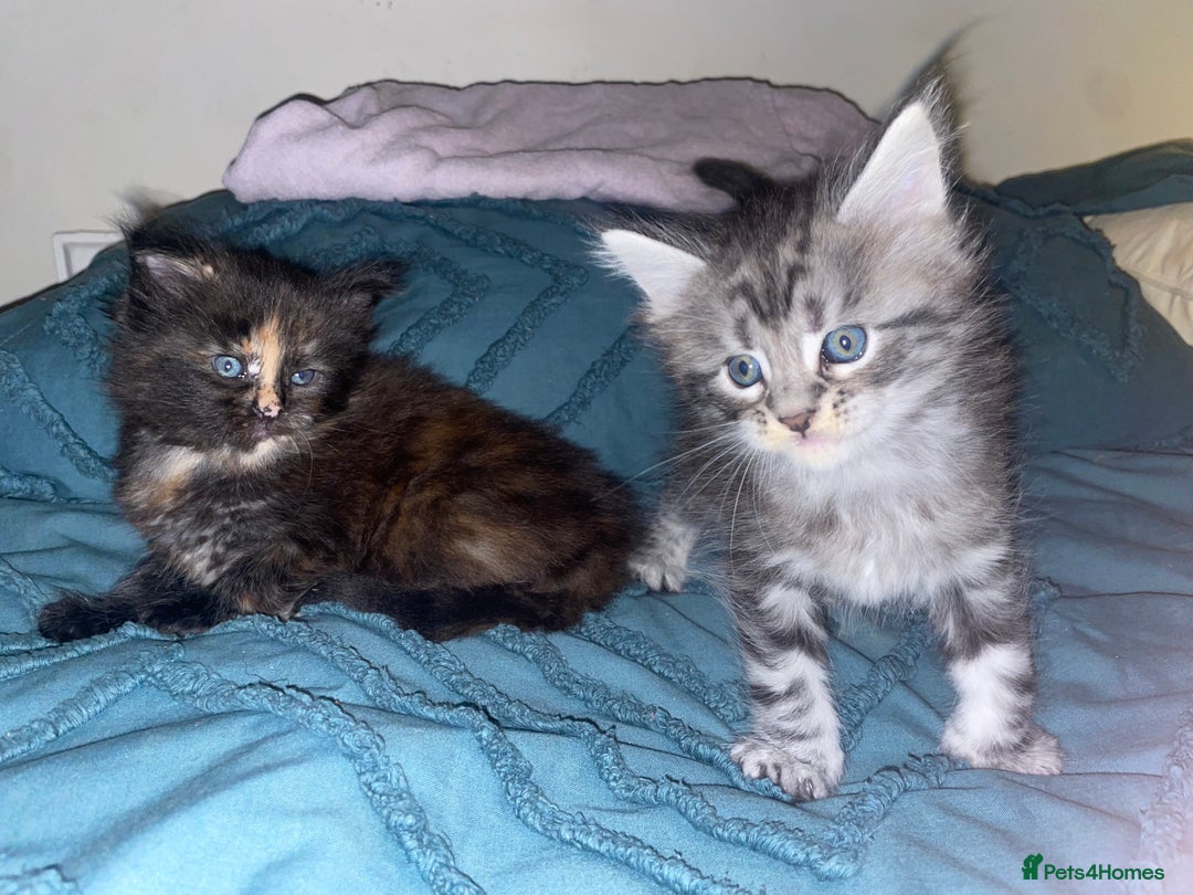 Maine Coon cats for sale: Maine coon kittens  - Advert 4