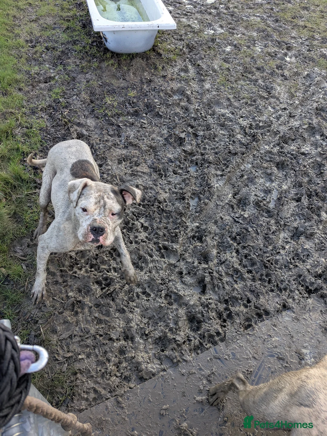 American Bulldog dogs for sale: Female American bulldog  - Advert 2