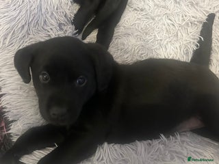 Labrador Retriever dogs 🌟 1 beautiful black female Labrador puppy🌟 - Advert 17