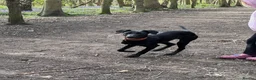 Mixed Breed dogs for sale: Manchester Terrier cross Lurcher beautiful puppy in Barnsley - Advert 5