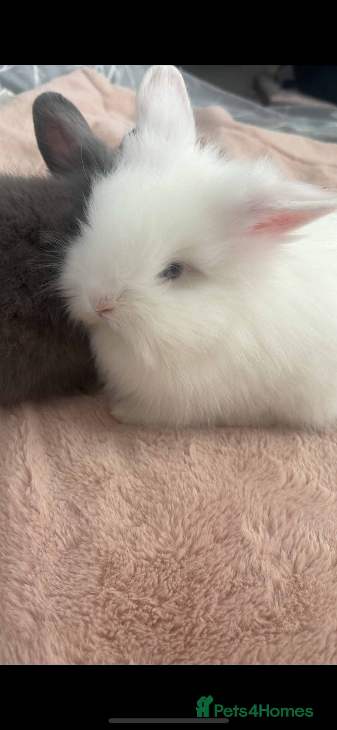 Lionhead rabbits Lionhead female rabbit  - Advert 1