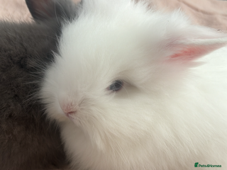 Lionhead rabbits Lionhead female rabbit - Advert 2