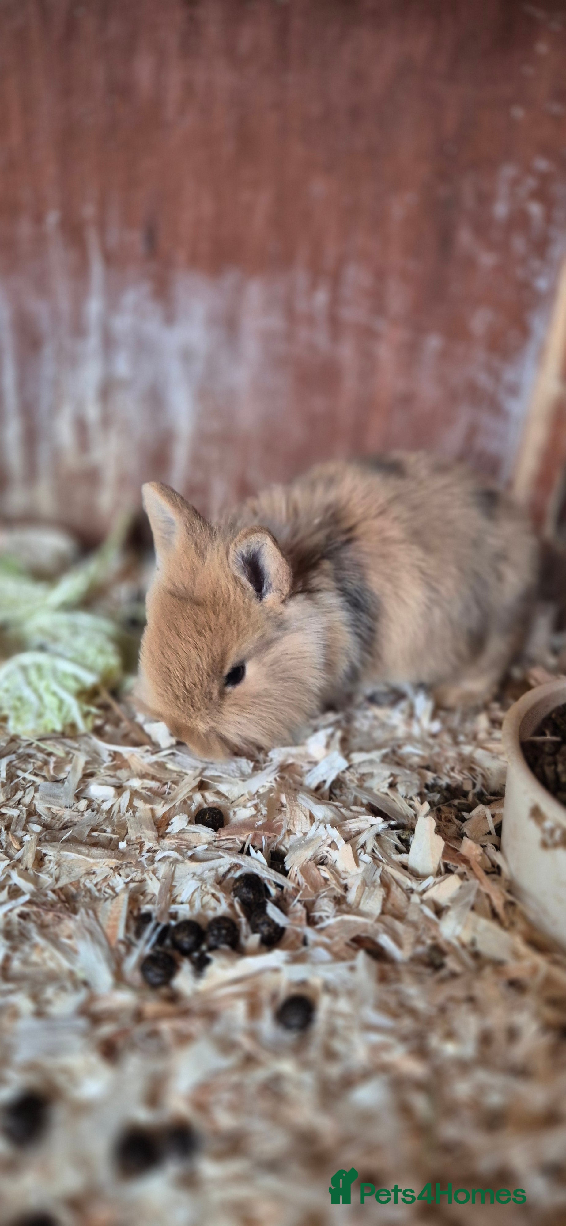 Mixed Breed rabbits BEAUTIFUL lop x lionhead babies - Advert 2