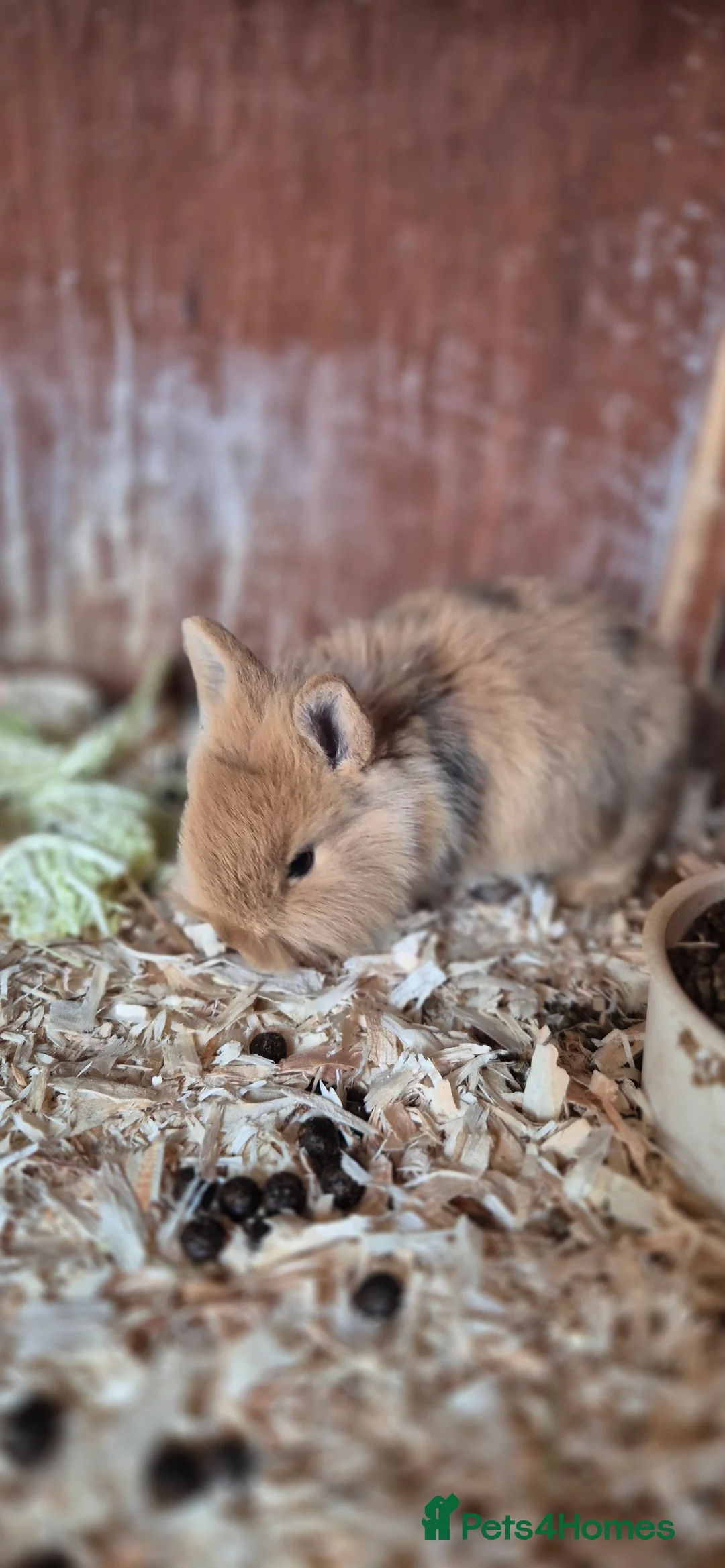 Mixed Breed rabbits for sale: BEAUTIFUL lop x lionhead babies - Advert 1